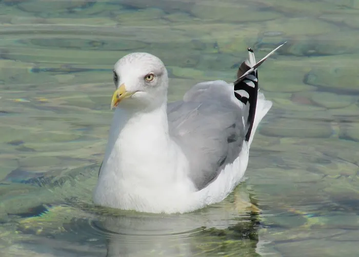 Διαμέρισμα Antea *